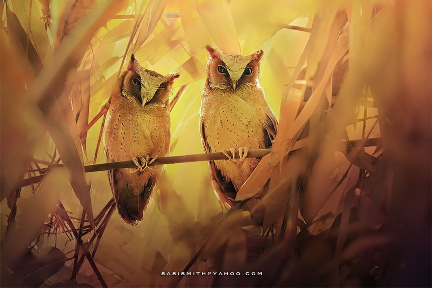 Очаровательные совы в объективе Sompob Sasi-Smit