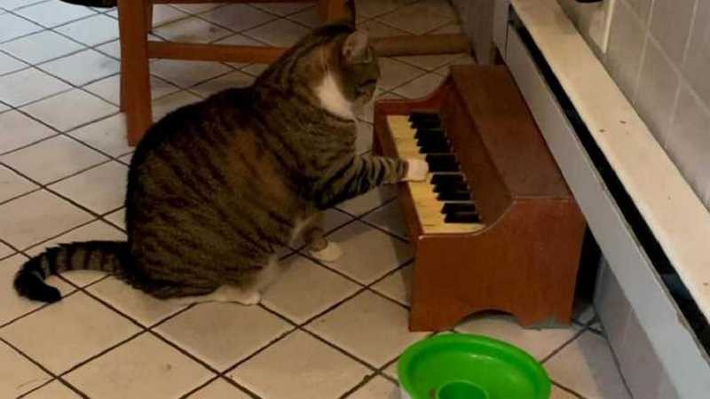 Кіт навчився грати на піаніно, щоб нагадувати пані, що час обідати (ВІДЕО)