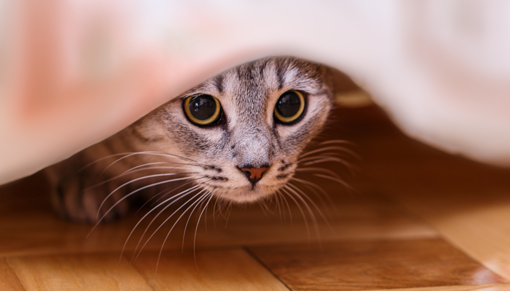Посттравматический синдром у кошек: что делать