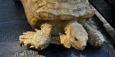 Черепаху-втікачку знайшли через 3,5 року: на яку відстань від дому вона доповзла – фото