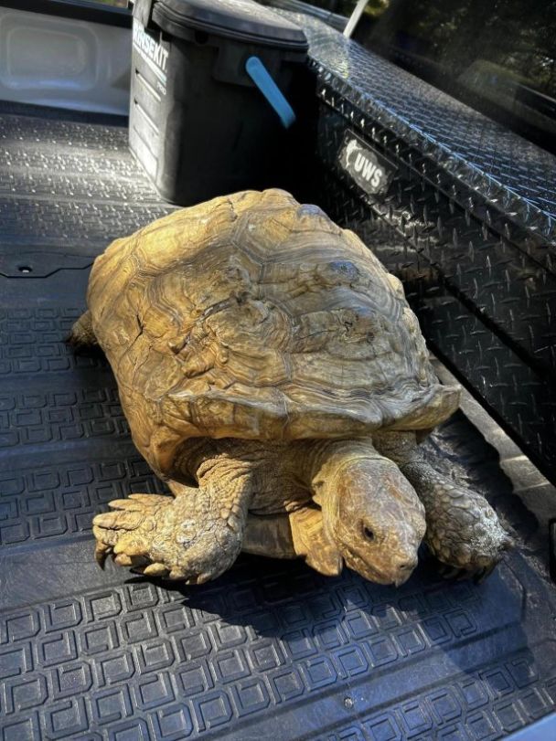 Черепаха-втікачка / Фото: Florida's Wildest Animal Rescue / © 