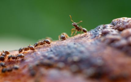 Обличчя мурахи зблизька: люди нажахані, побачивши фото великим планом