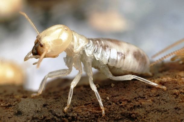 Самые надоедливые насекомые на Земле