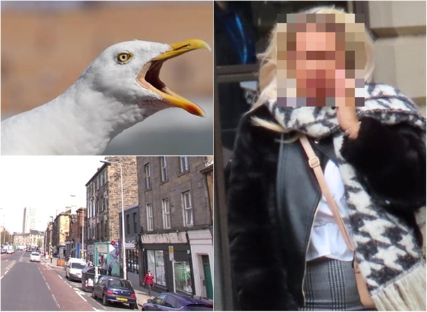 У Шотландії чайка вкрала відкушений у бійці язик
