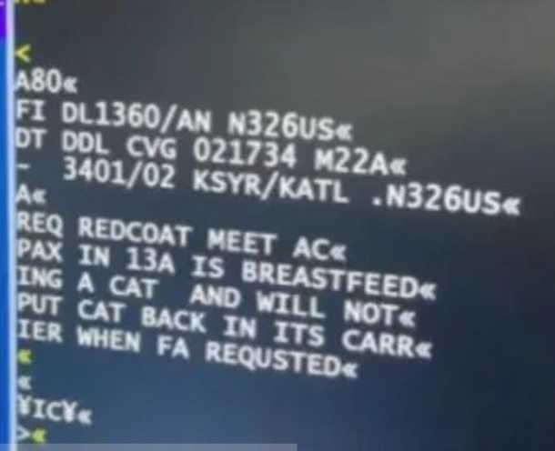 У США жінка годувала грудьми кота на борту літака - ЗМІ