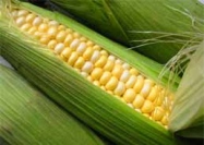 Кукуруза полезна для гипертоников и диабетиков  