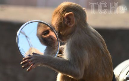 Які тварини можуть розпізнати себе в дзеркалі – дослідження вчених