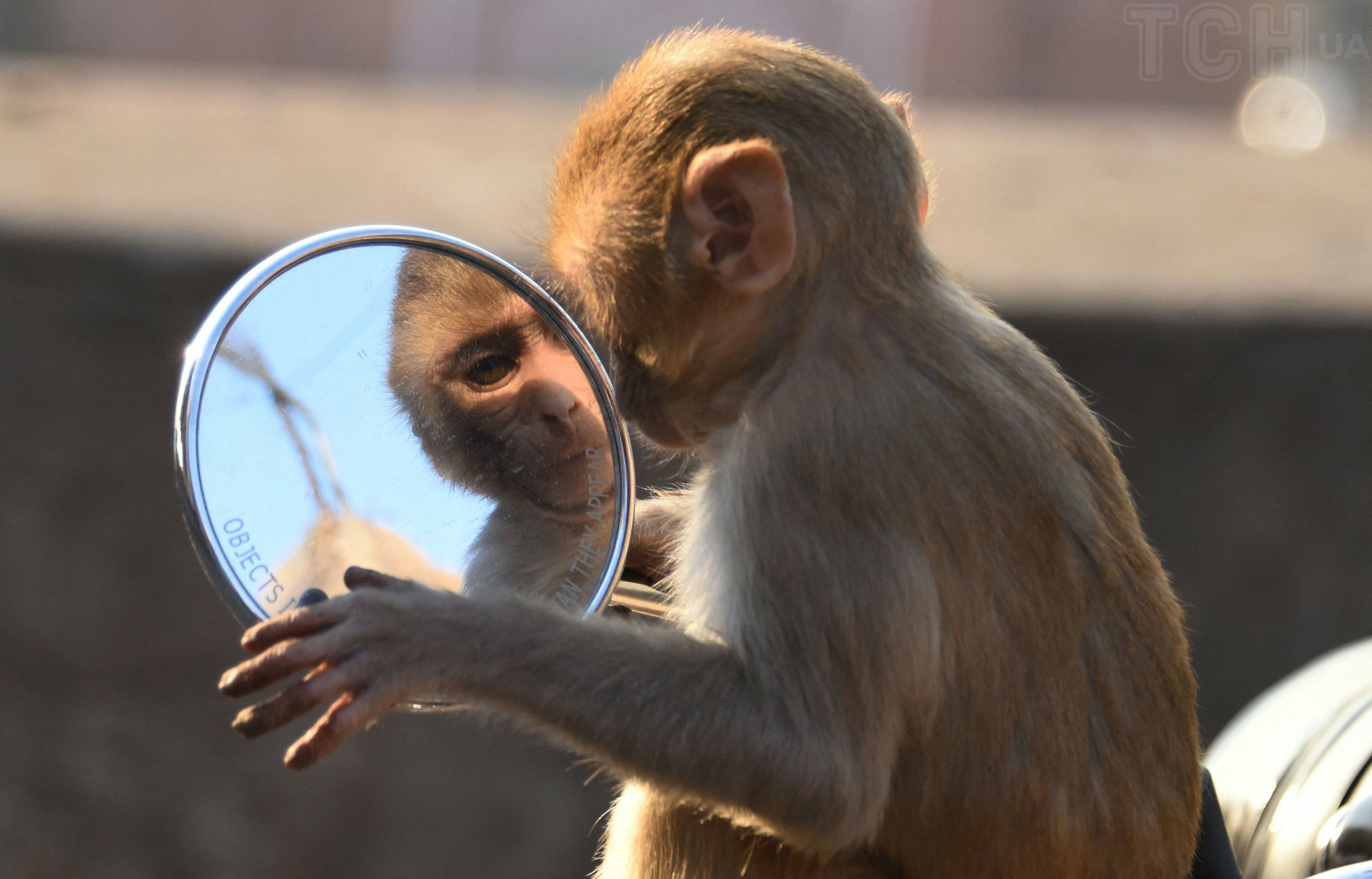 Які тварини можуть розпізнати себе в дзеркалі / © Getty Images