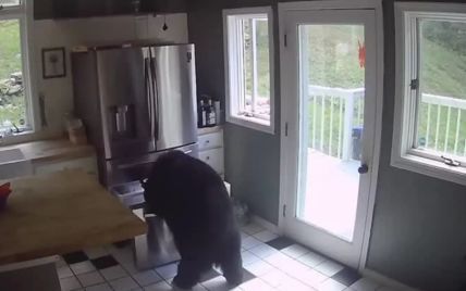 Голодний ведмідь заліз до будинку і похазяйнував у холодильнику: кумедне відео