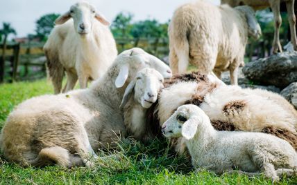 Вівці випадково з'їли понад 270 кг канабісу: "Стрибали вище, ніж кози"