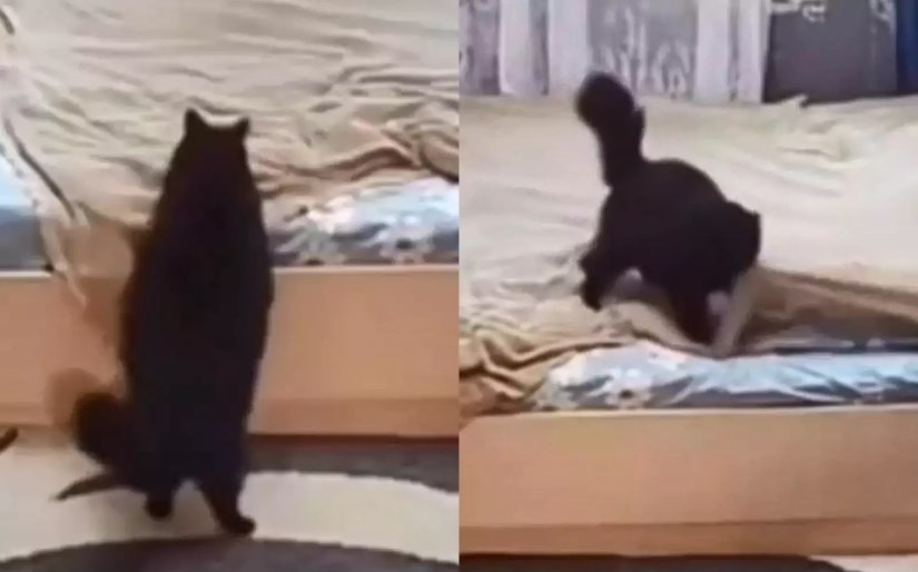 «Справжня господиня»: кішка поправила ковдру після себе та вразила акуратністю (ВІДЕО)