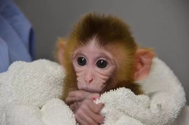 Вчені створили мавпу, яка світиться зеленим / Фото: PA / © 