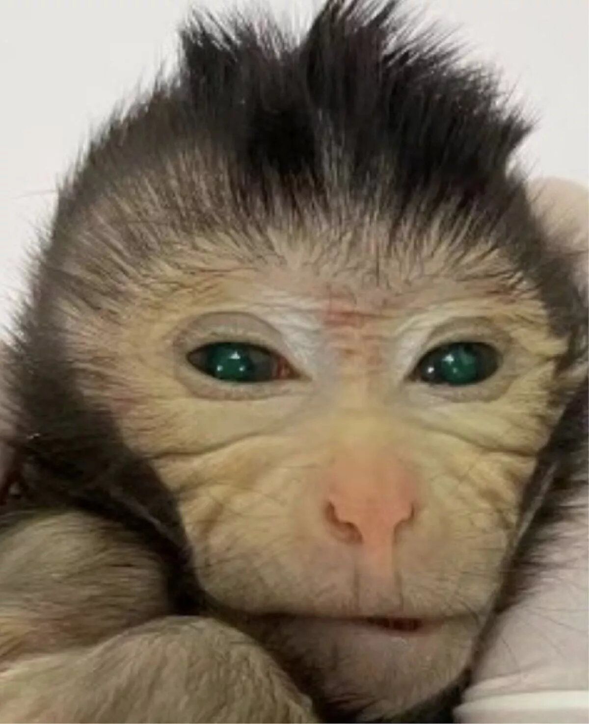 Вчені створили мавпу, яка світиться зеленим / Фото: PA / ©