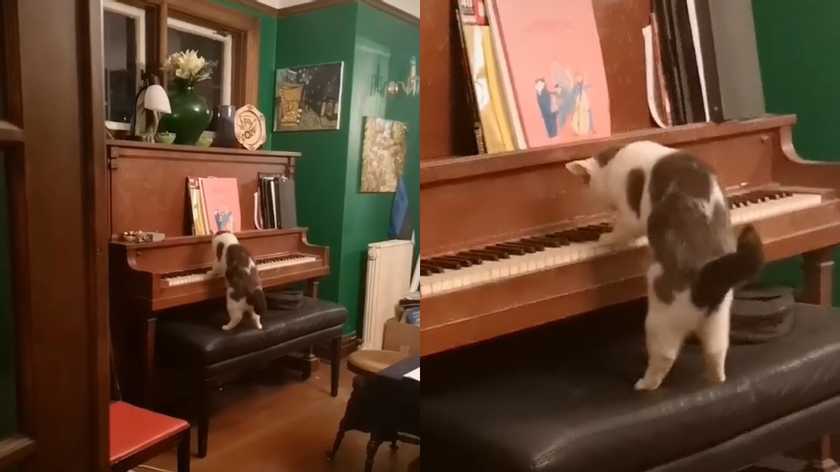Грає на піаніно: кіт здивував господарку несподіваним талантом (ВІДЕО)