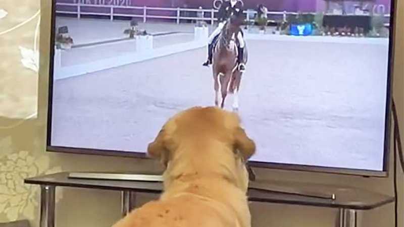 Мережу підкорив пес, який обожнює змагання з верхової їзди (ВІДЕО)