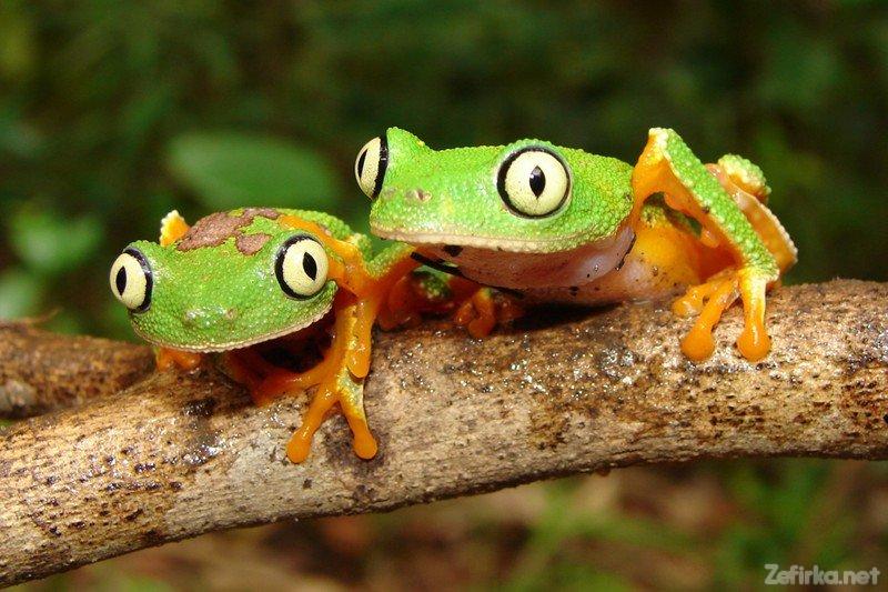 Забавні та чарівні жаби (ФОТО)