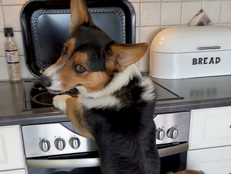 Справжня банда: три собаки знайшли оригінальний спосіб дістатися їжі (ФОТО)