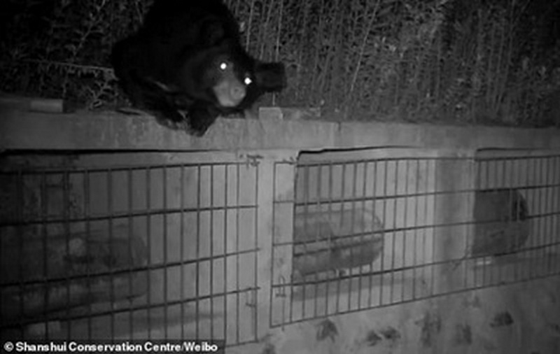 Медведя, що пристрастився до меду, застали на місці злочину (ВІДЕО)