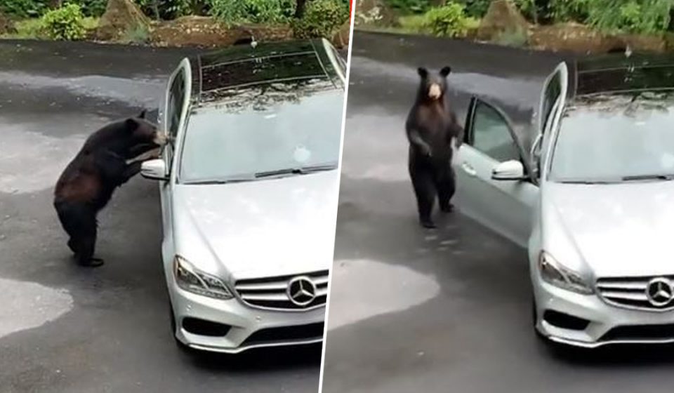 Ведмідь мало не викравши авто американця (ВІДЕО)