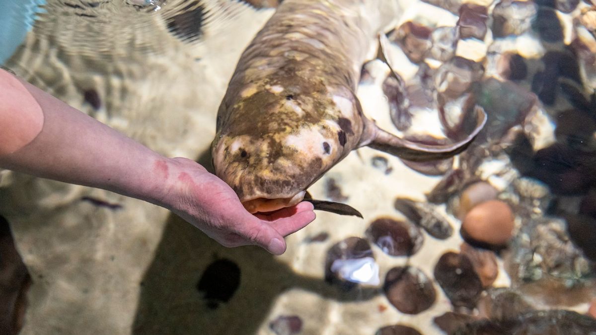 Найстаріша акваріумна риба / Фото: Steinhart Aquarium / ©