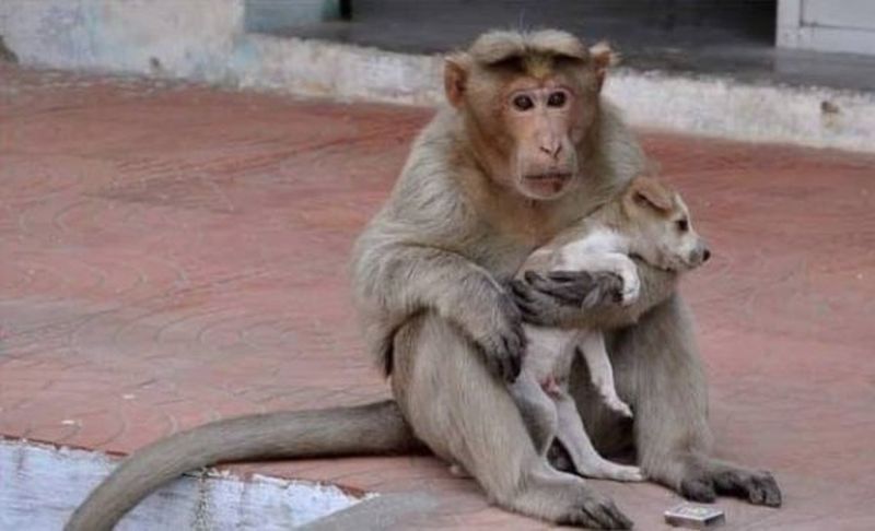 Смішна мавпа «усиновила» бродячого цуценя (ФОТО)
