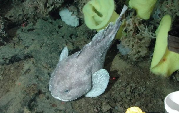 Риба-крапля / Фото: NOAA/Monterey Bay Aquarium Research Institute / © 
