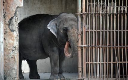 Після 33 років самотності помер "найсумніший слон у світі" (фото)