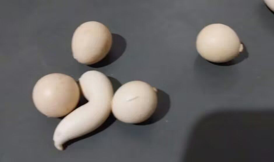 Курка знесла яйця незвичайної форми / Фото: Júlio César/Divulgação /