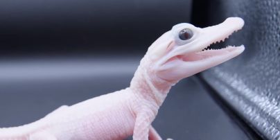 У світі вперше народився білий алігатор: який він має вигляд (відео)
