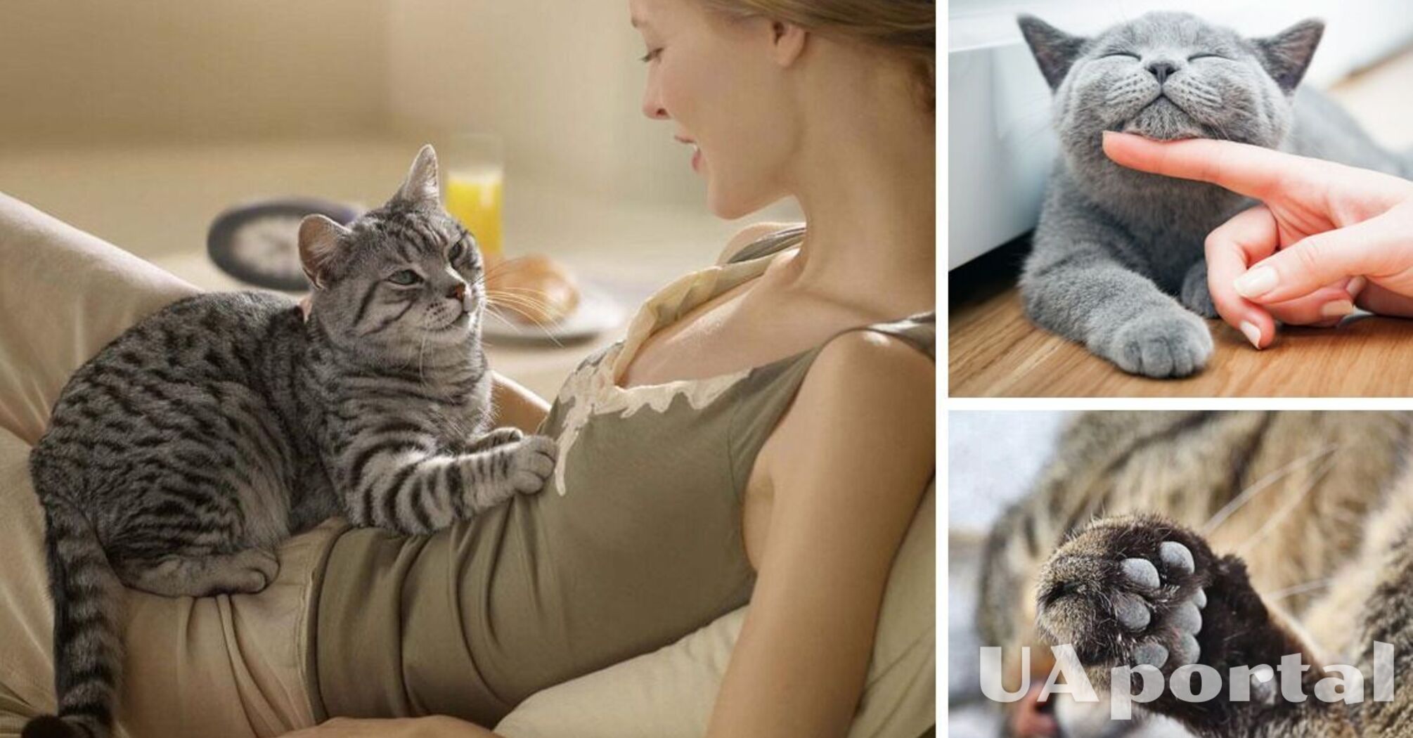 Чому коти роблять 'масаж' 