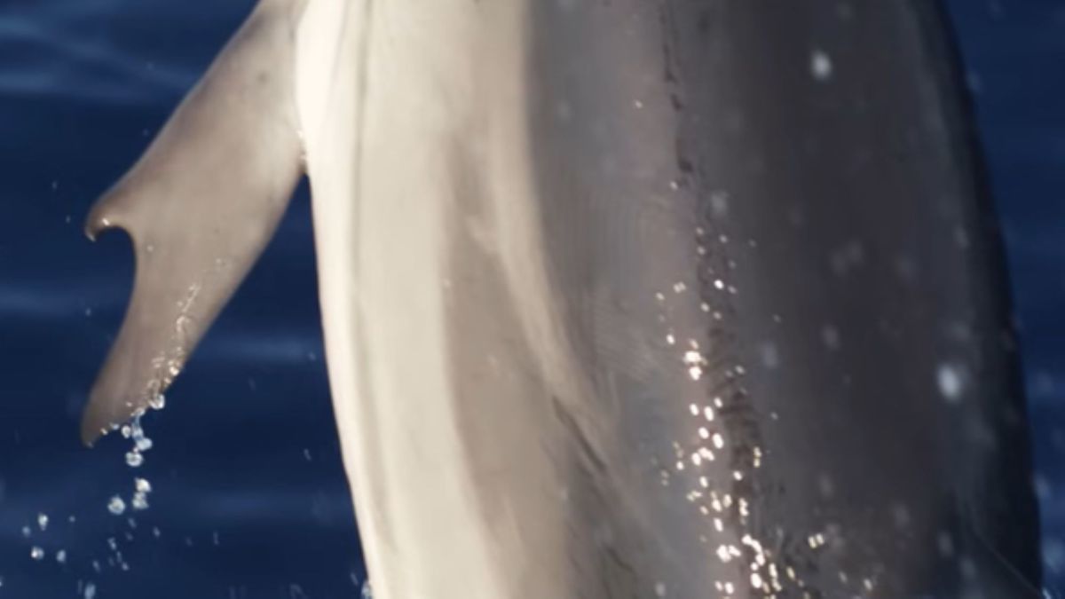 Науковці зняли надзвичайно рідкісного дельфіна із "великими пальцями": який він має вигляд (фото)