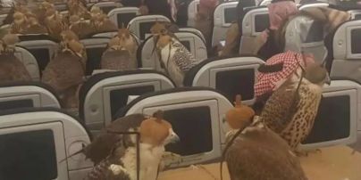 Чоловік забронював 80 місць у літаку для своїх соколів-вбивць – фото