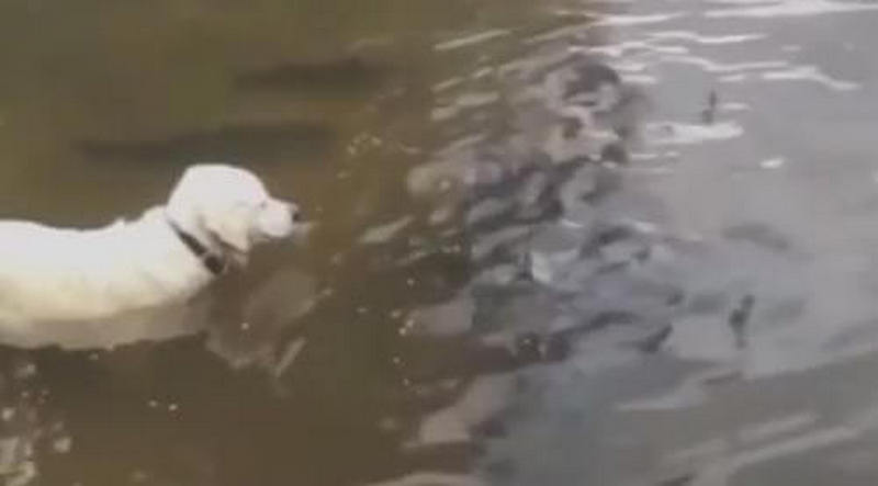 Собака став зіркою Мережі, показавши, як потрібно ловити рибу (ВІДЕО)