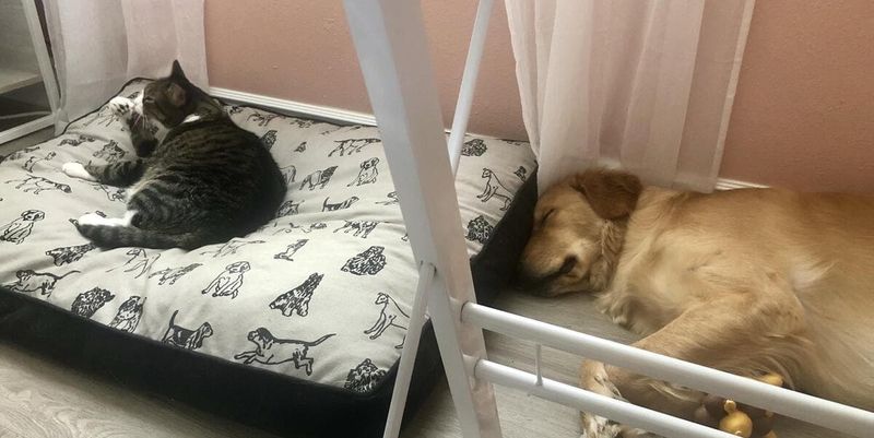 Нахабні коти, що залишили собак без лежанок (ФОТО)