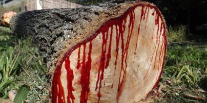 Криваве дерево: який вигляд має рослина, яка "кровоточить", коли її зрізають (фото, відео)
