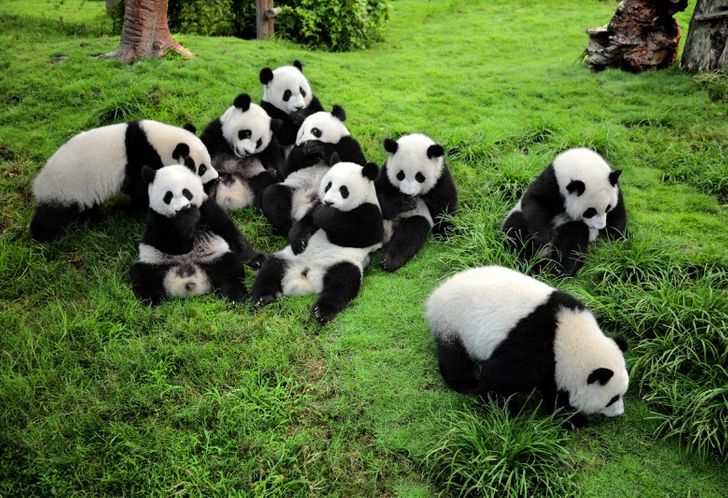 Дитячий садок для панд справді існує. І, ні, ви не спите!