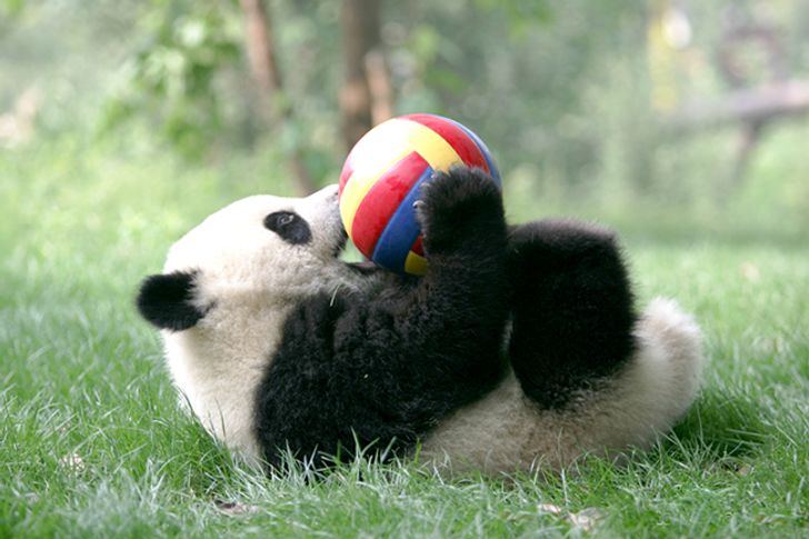 Дитячий садок для панд справді існує. І, ні, ви не спите!
