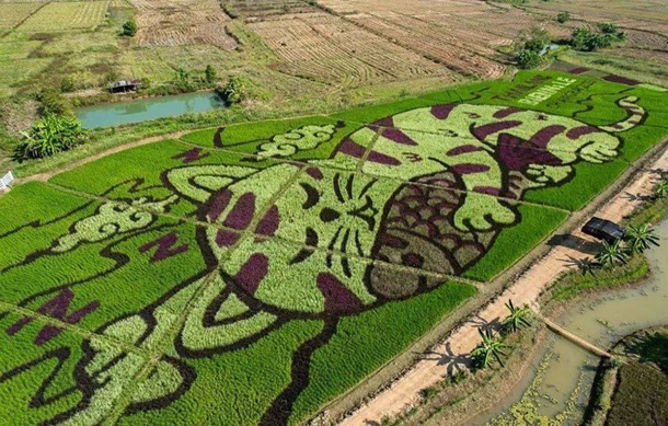 Фермер із Таїланду малює котів на рисових полях