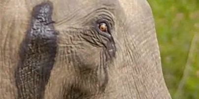 Трагічна історія слона Туско, якому дали найбільшу у світі дозу ЛСД (фото)