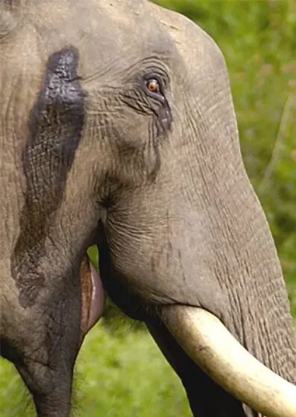 Трагічна історія слона Туско / © guinnessworldrecords.com