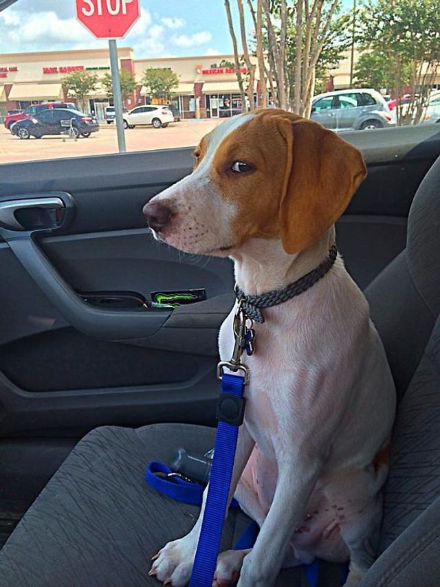 Яскраві емоції собак перед зустріччю з ветеринаром: кумедні фото