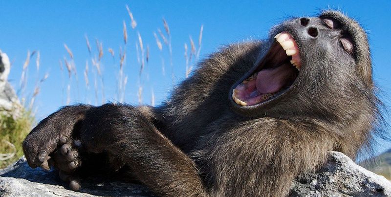 Забавні фотки тварин, які обожнюють позіхати (ФОТО)
