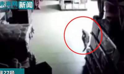 В Китае огромный аллигатор забрел в супермаркет