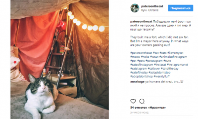 Украинский кот-«переселенец» развеселил пользователей Instagram