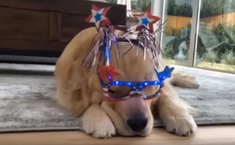 Новий хіт: незадоволена реакція собаки на святкове вбрання (ВІДЕО)