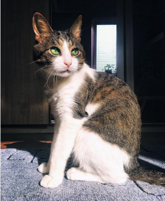 Украинский кот-«переселенец» развеселил пользователей Instagram