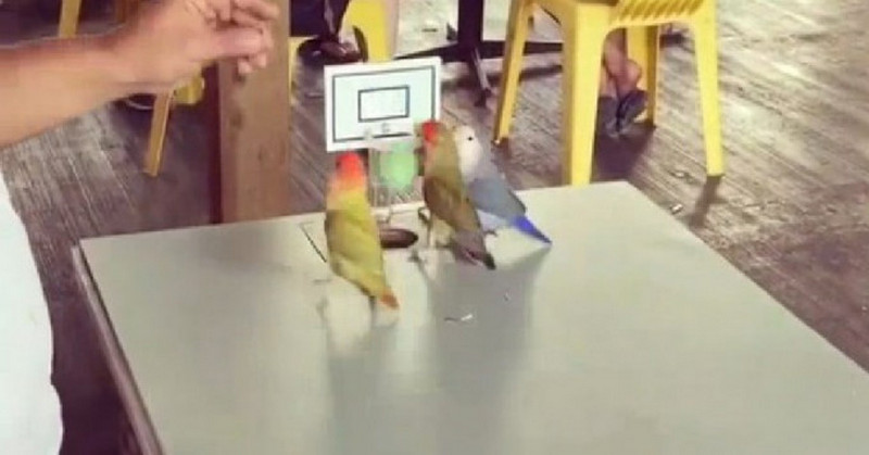 Папуги показали «майстер-клас» гри у баскетбол (ВІДЕО)