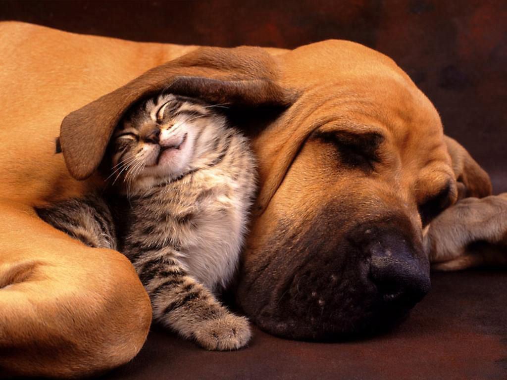 Новий хіт: своєрідна дружба котів та собак (ВІДЕО)