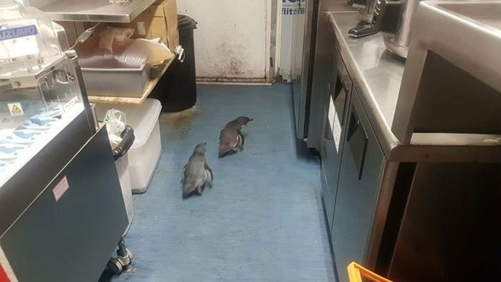 Поліція Нової Зеландії затримала пару пінгвінів, які проникли до суші-бару (ВІДЕО)