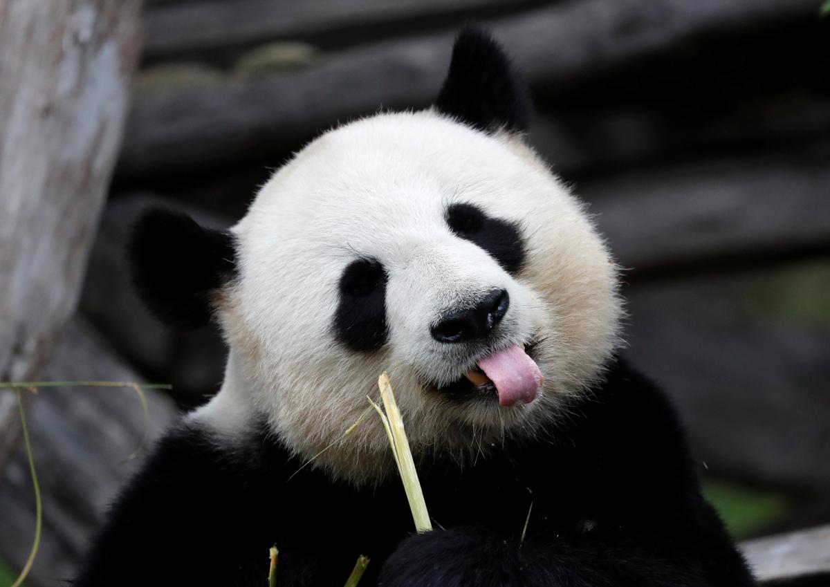 Міліше нікуди: панда отримала на день народження торт (ФОТО)